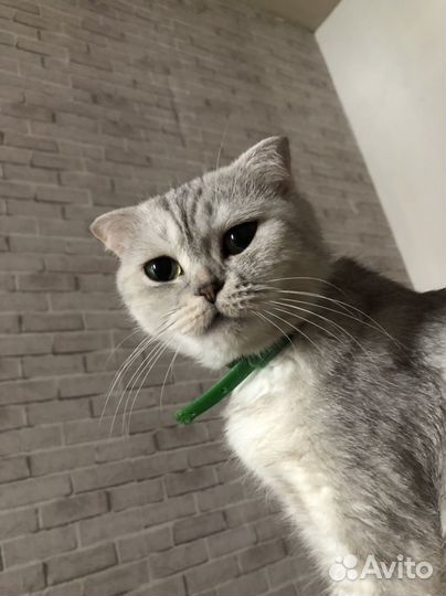 Шотланская вислоухая кошка