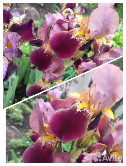 Садовые цветы многолетние