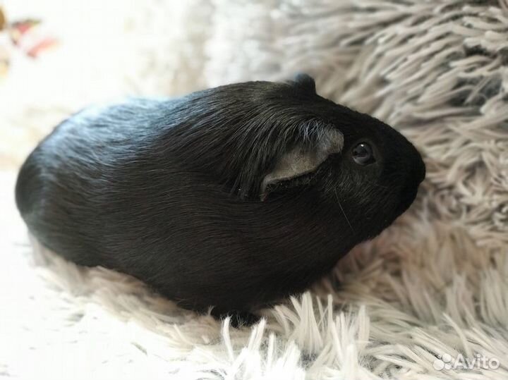 Морская свинка, домашний любимец