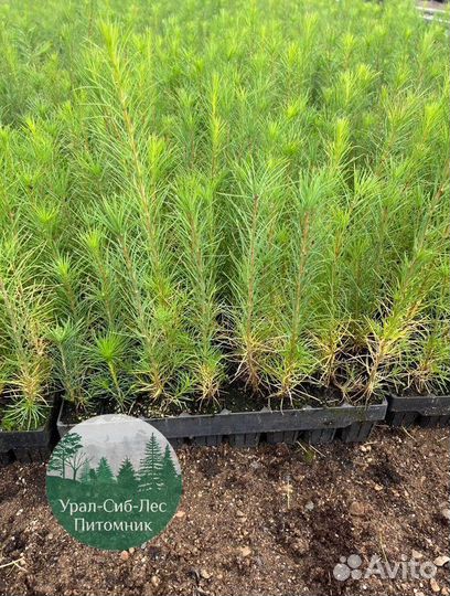 Зкс и окс Сосна Ель Лиственница сеянцы Голуб горн