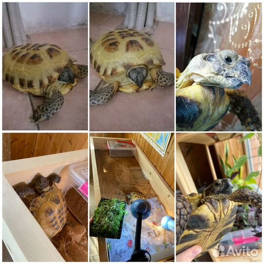 Черепахи лампа