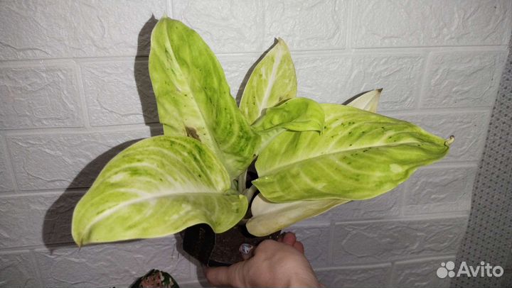 Аглаонемы сортовые