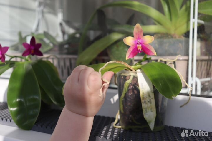 Орхидея Phalaenopsis