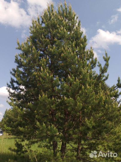 Сосна обыкновенная 9метров