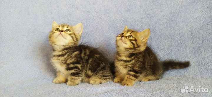 Котята шотландские коротколапики