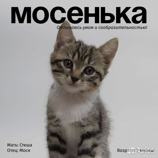 Котята полу-британцы бесплатно