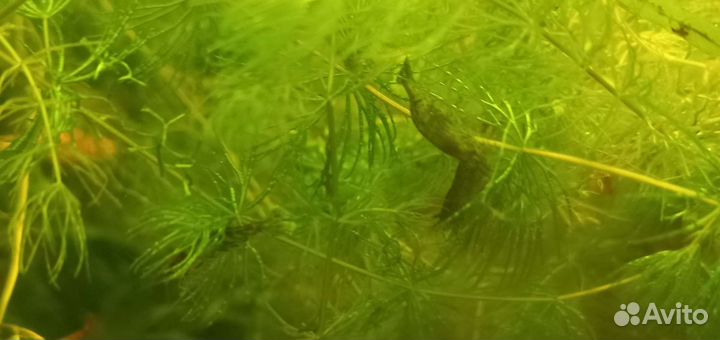 Аквариумные креветки,Ричия, рогалистник