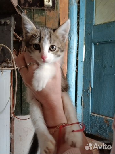 Котятки