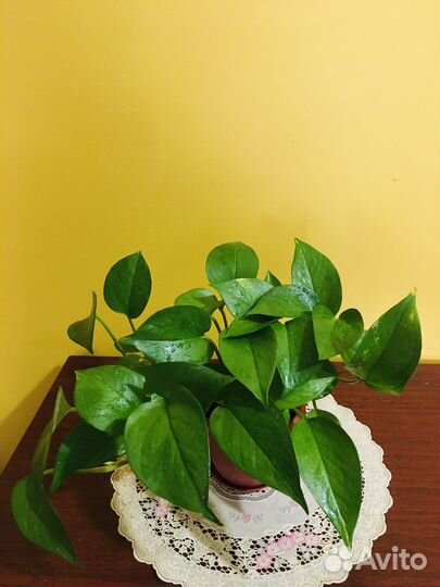 Сциндапсус