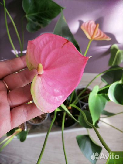 Антуриум пандола, почтой отправляю