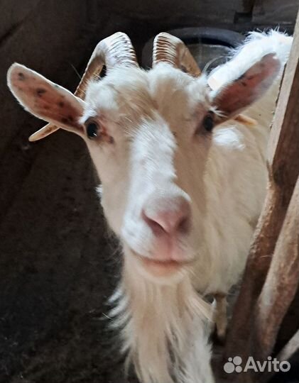 Продам дойных коз и молодых козлят (козочек)