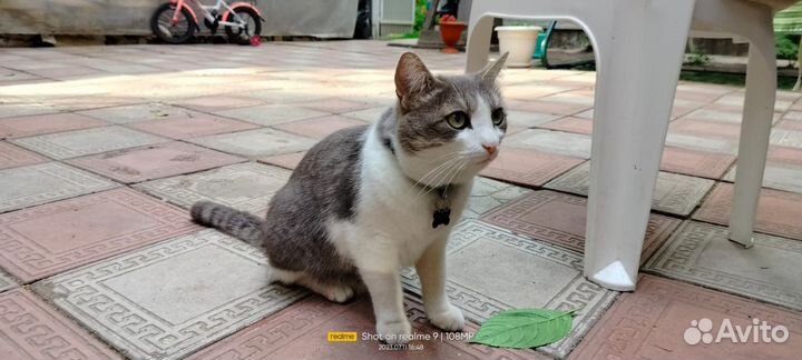 Отдаю в добрые руки кота