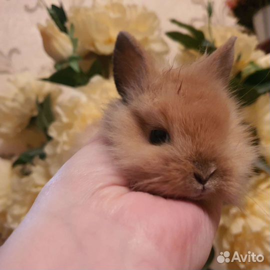 Карликовый кролик