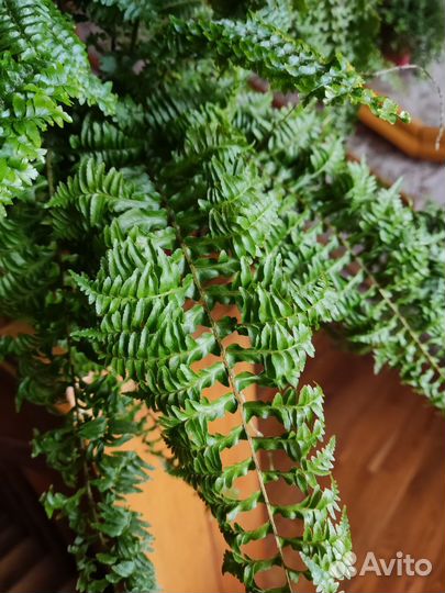 Папоротник