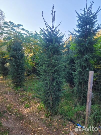 Ель сербская