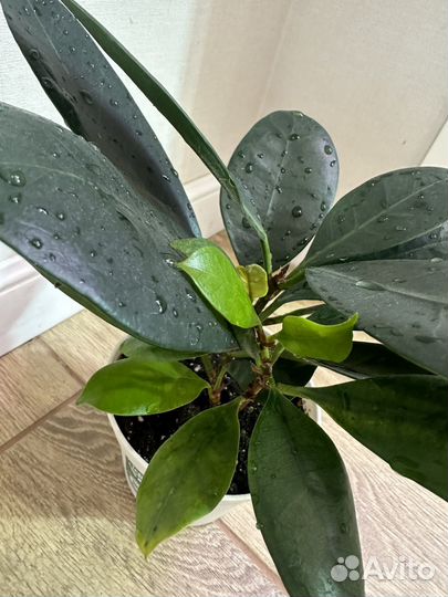 Фикус Циатистипула