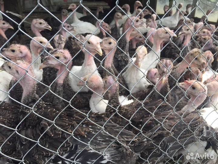 Индюшата Виктория