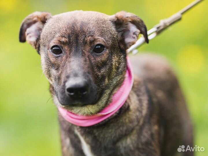 Собака Ириска ищет дом