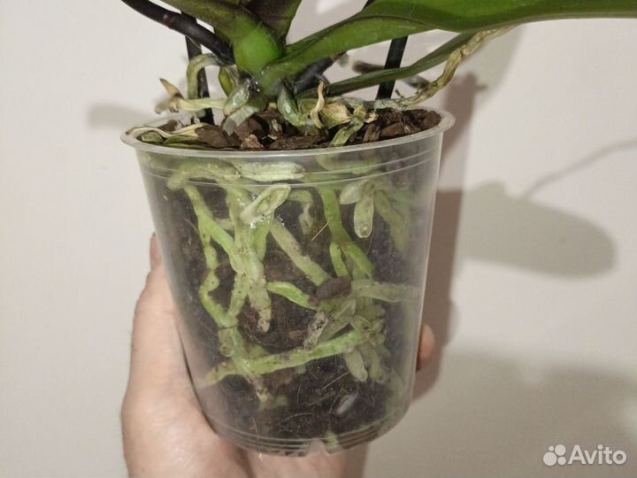 Орхидея фаленопсис