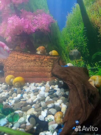 Украшение для аквариума