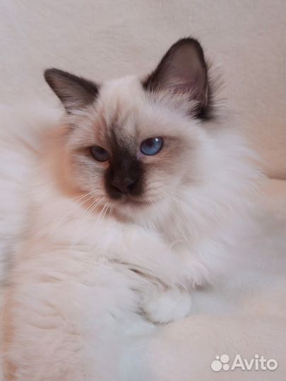 Священная бирма-девочка