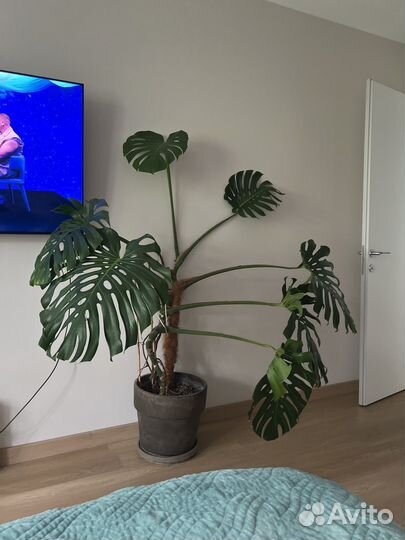 Монстера деликатесная делициоза