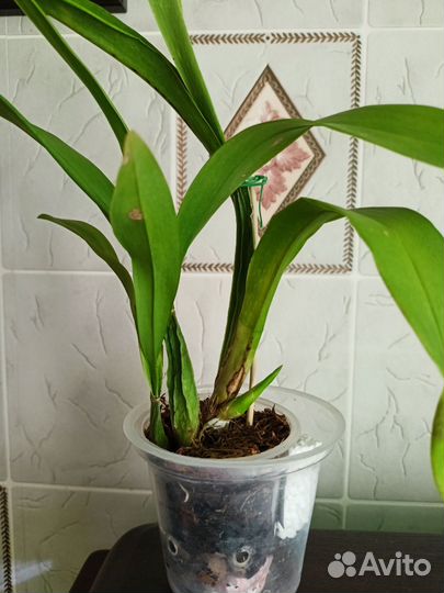 Орхидеи разные