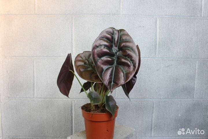 Алоказия купрея ред секрет