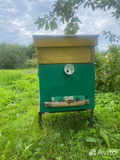 Пчелы пасека