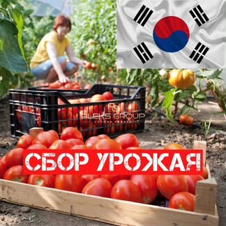 Сбор урожая Южная Корея/работа в Южной Корее