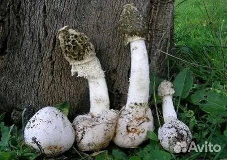 Гриб целебный 