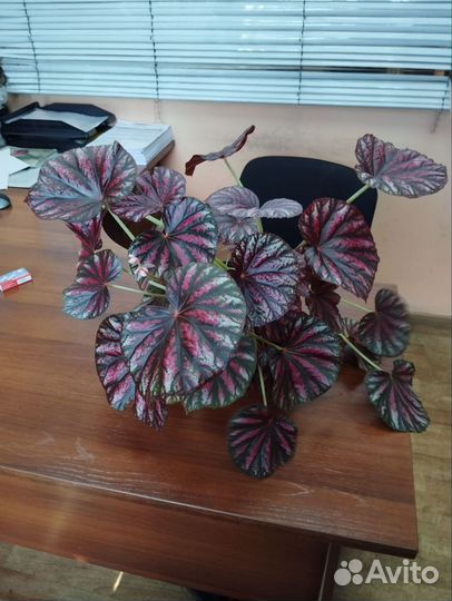 Комнатные растения цветы