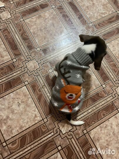 Кофта для собак