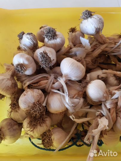 Чеснок на посадку