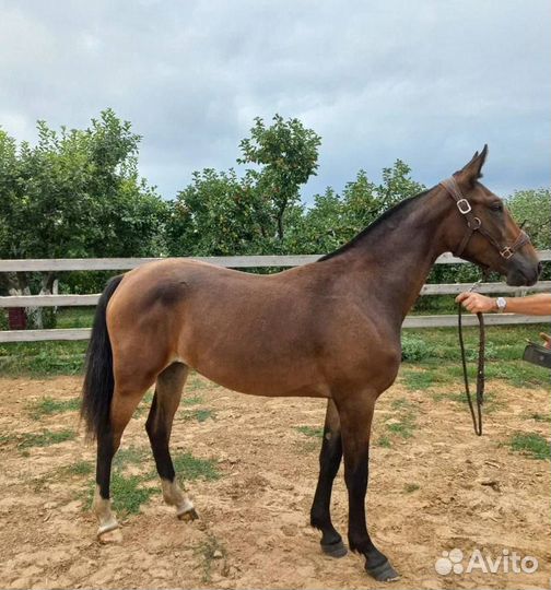 Кобыла 2022 гр, 151 см вх, Русская рысистая