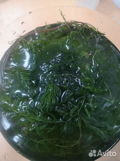 Растения для аквариума роголистник