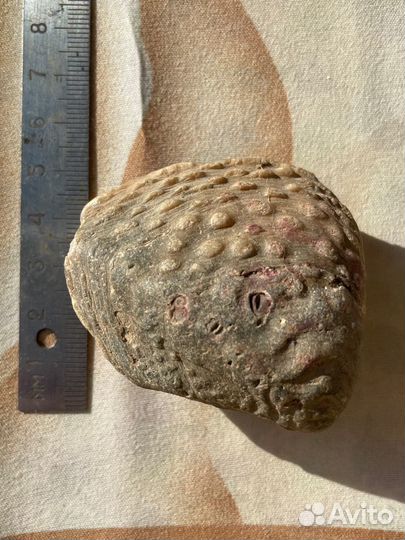 Окаменелый моллюск