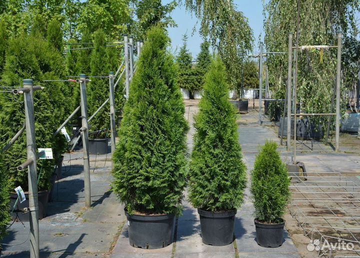 Туя Смарагд