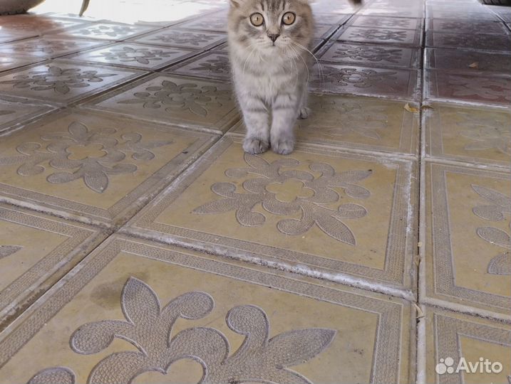 Котенок мальчик серый