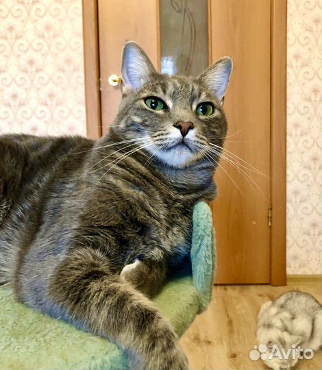 Метис бенгала в добрые руки