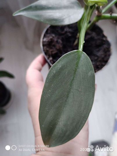 Филодендрон