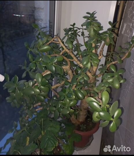 Толстянка.Денежное дерево,20 лет, цветет