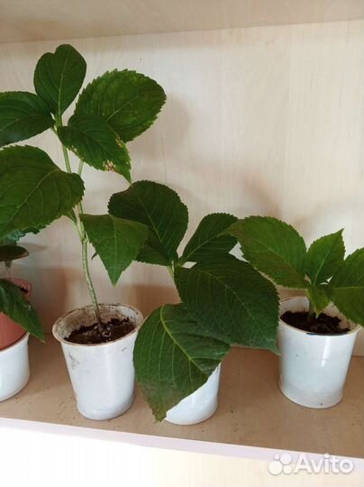 Гортензия розовая и белая, глициния