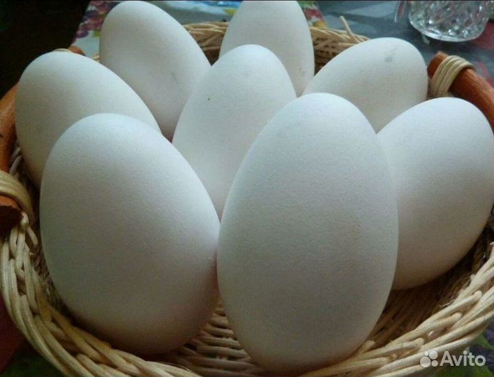 Яйцо гусиное