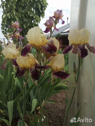 Ирисы