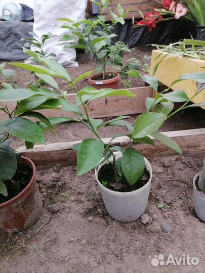 Лимонное дерево черенок