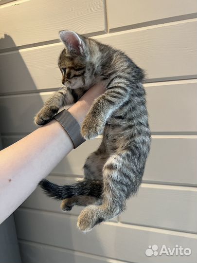 Отдам котенка в добрые руки