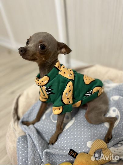 Толстовка для щенка мелкой породы