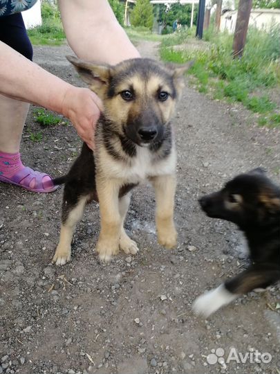 Восточноевропейская овчарка