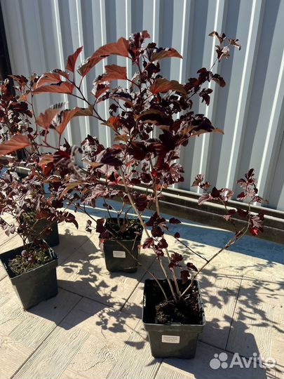 Пузыреплодник калинолистный Center Glow